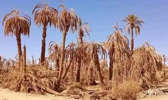 أزمة مياه حادة تهدد واحات زاكورة: المنظمة الديموقراطية للفلاحين تدق ناقوس الخطر وتطالب بـ “طلقة” استعجالية