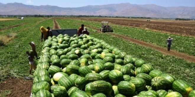 البطيخ الأحمر بزاكورة: “الذهب الأخضر” بين إنعاش جيوب الفلاحين وشبح العطش المستدام