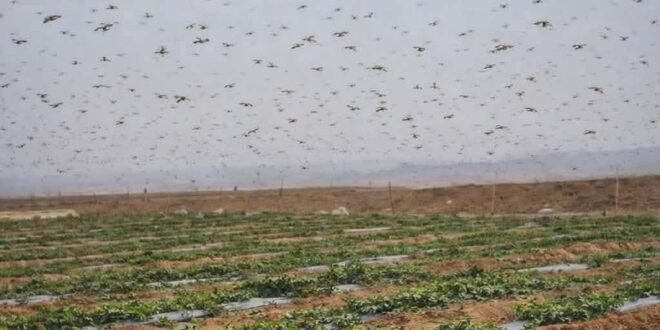 أسراب الجراد تظهر في سماء زاكورة: مخاوف من “كارثة فلاحية” تُهدد المزروعات