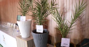  لمياء الغوتي مديرة المعهد الوطني للبحث الزراعي بزاكورة.