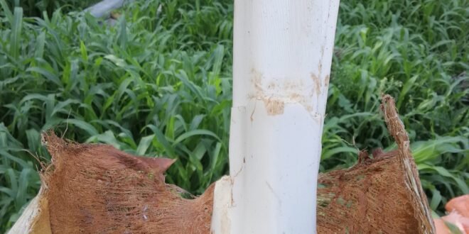 من عبق الماضي.. هكذا كان يستمتع أهل زاكورة بـ “الجمار”.