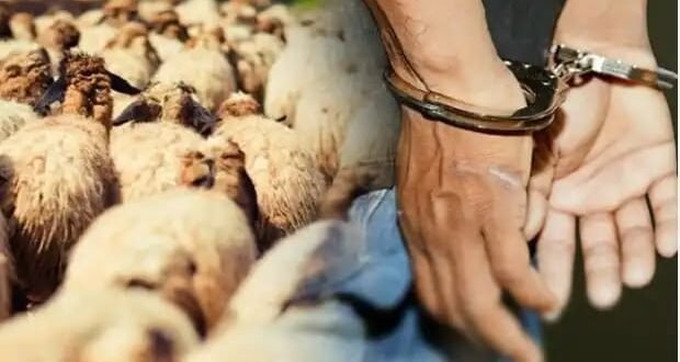 درك أمغران يفكك شبكة إجرامية متخصصة في سرقة الماشية بإقليم ورزازات