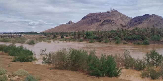 صرخة الواحة : حين تحمي النخلة الحياة