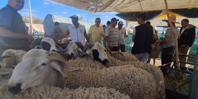 أسعار أضاحي العيد بورزازات: مطالب بضرب يد “الشناقة”