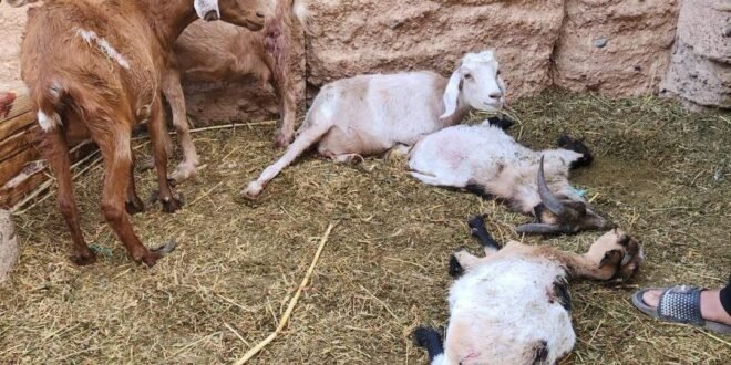 هجوم للكلاب الضالة بمركز أدلسان يخلف خسائر في الماشية والدواجن